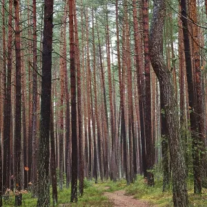 Un sendero estrecho serpentea a través de un denso bosque de pino (pinus), caminando por el antiguo límite interno alemán en la cinta verde cerca de Mitwitz, parque natural del bosque franco. Un sendero estrecho serpentea a través de un denso bosque de pino (pinus), caminando por el antiguo límite interno alemán en la cinta verde cerca de Mitwitz, parque natural del bosque franco.
