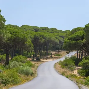 A narrow road runs through a dense A narrow road runs through a dense