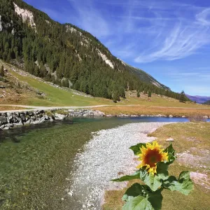 The narrow stream flows between fields and pine forests The narrow stream flows between fields and pine forests