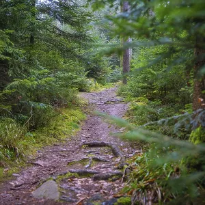 A narrow tree-lined path in a densely overgrown forest