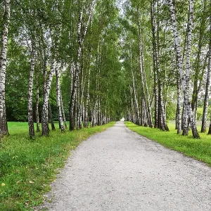Sentier étroit dans la forêt de bouleaux Sentier étroit dans la forêt de bouleaux