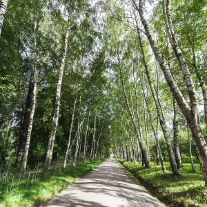 Sentier étroit dans la forêt de bouleaux Sentier étroit dans la forêt de bouleaux