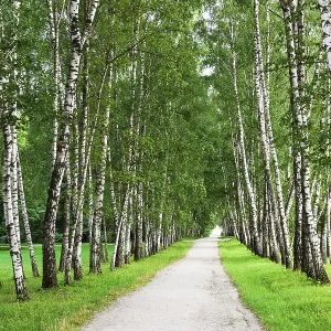 Sentier étroit dans la forêt de bouleaux Sentier étroit dans la forêt de bouleaux