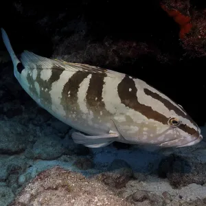 Nassau grouper (Epinephelus striatus)