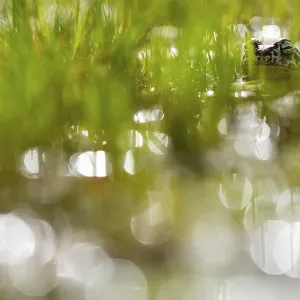 A natterjack toad, Epidalea calamita A natterjack toad, Epidalea calamita