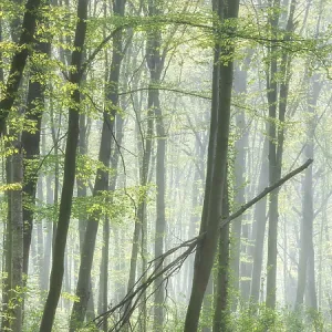 Natural beech forest in early spring Natural beech forest in early spring