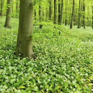 Natural beech forest, flowering wild garlic