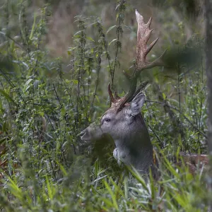 The natural forest meadow offers the fallow deer (Dama dama) good cover
