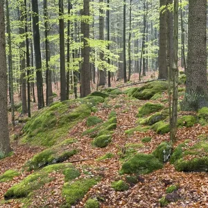 Natural mixed forest in the spring Natural mixed forest in the spring