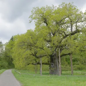 Natural monument Breit Eich, oak