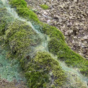 Natural phenomenon in the forest
