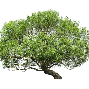 Natural tree isolated on white Natural tree isolated on white