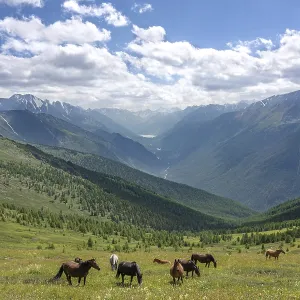 The nature in Altai Mountains