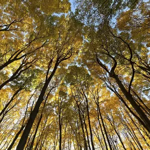 Nature, autumnal forest, view from below into the tree tops Nature, autumnal forest, view from below into the tree tops