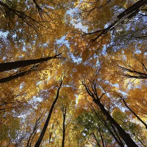 Nature, autumnal forest, view from below into the tree tops Nature, autumnal forest, view from below into the tree tops