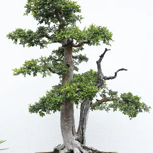 Nature, bonsai plant, Botanical Garden