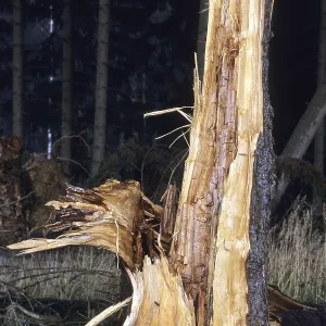 Nature, environment, forest dieback