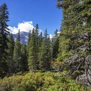 Nature experience trail through the Rauris primeval forest
