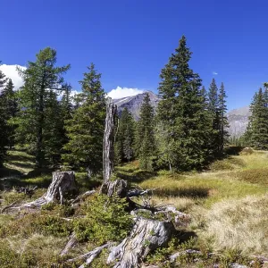 Nature experience trail through the Rauris primeval forest