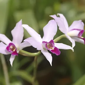 Nature, Flower, Laelia anceps Orchid Nature, Flower, Laelia anceps Orchid