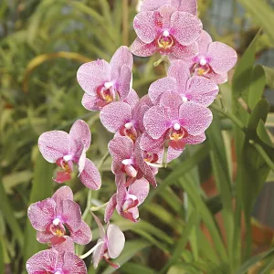 Nature, Flower, Phalaenopsis Hybrid Nature, Flower, Phalaenopsis Hybrid