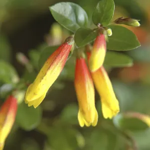 Nature, Flower, yellow, red and green flower Justicia rizzinii Nature, Flower, yellow, red and green flower Justicia rizzinii