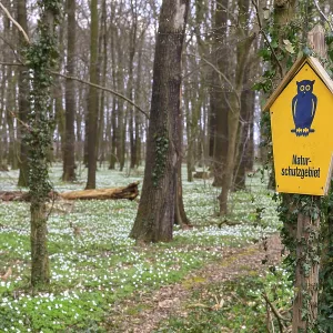Nature reserve sign, in the background wood anemone (Anemonoides nemorosa) in bloom in the Laskaer Auenwald