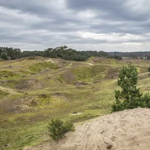 Nature reserve Wekeromse zand, Veluwe region Nature reserve Wekeromse zand, Veluwe region