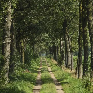 Nature trail leads through a shady forest with tall trees