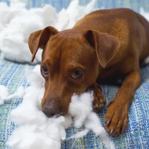 Naughty playful puppy dog after biting a pillow tired of hard work Naughty playful puppy dog after biting a pillow tired of hard work