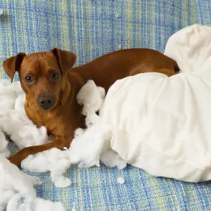 Naughty playful puppy dog after biting a pillow tired of hard work Naughty playful puppy dog after biting a pillow tired of hard work