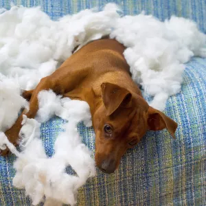 Naughty playful puppy dog after biting a pillow tired of hard work Naughty playful puppy dog after biting a pillow tired of hard work