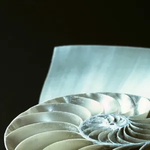 Nautilus shell