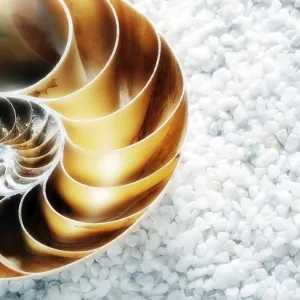 Nautilus shell on a background of white pebbles Nautilus shell on a background of white pebbles