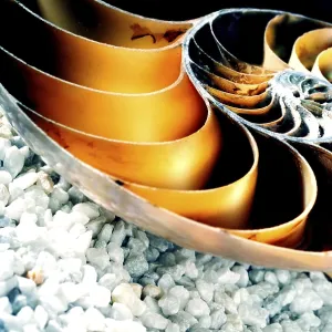 Nautilus shell on a background of white pebbles Nautilus shell on a background of white pebbles
