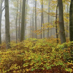 Near-natural deciduous forest in autumn with colourful leaves Near-natural deciduous forest in autumn with colourful leaves