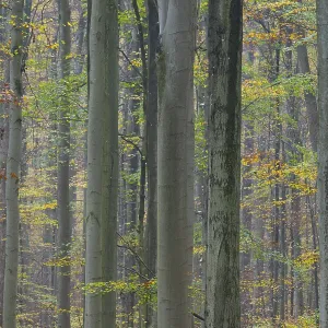 Near-natural deciduous forest in autumn with colourful leaves Near-natural deciduous forest in autumn with colourful leaves