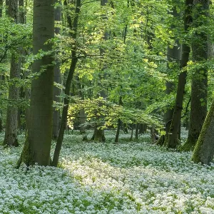 Near-natural deciduous forest with flowering ramson (Allium ursinum)