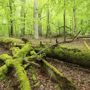 Near-natural deciduous forest, moss-covered deadwood