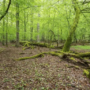 Near-natural deciduous forest, moss-covered deadwood