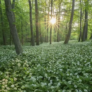 Near-natural forest with flowering ramson (Allium ursinum)
