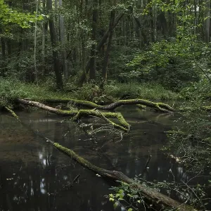 A near-natural stream with deadwood flows through an alder swamp forest A near-natural stream with deadwood flows through an alder swamp forest