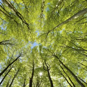 Near-natural sunny beech forest in spring