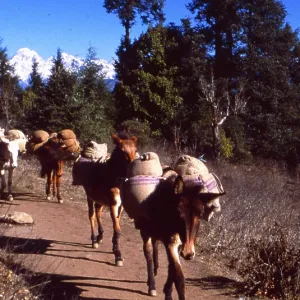Nepal Horse Trail and Transport Nepal Horse Trail and Transport