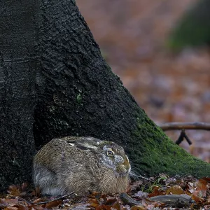 The nest of this brown hare (Lepus europaeus)