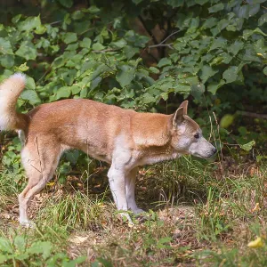 One New Guinea singing dog or New Guinea Highland dog (Canis hallstromi) (Canis dingo hallstromi)