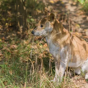 One New Guinea singing dog or New Guinea Highland dog (Canis hallstromi) (Canis dingo hallstromi)