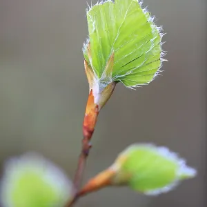 New leaves on a beech, beech family (Fagaceae)