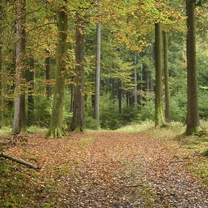 A new little trail goning through the forest in autumn A new little trail goning through the forest in autumn