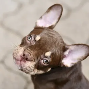 New Schade Mocca Orange Tan colored French Bulldog puppy